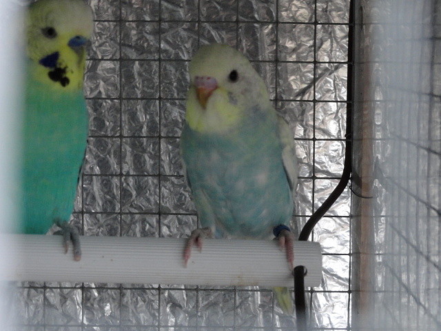 DSC00460 DSC00460
