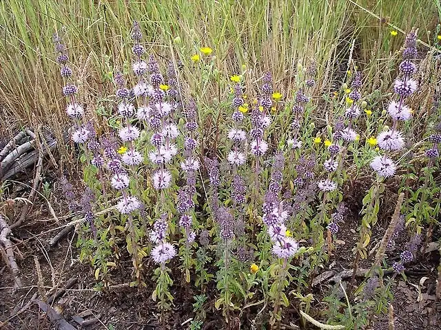 mentha pulegium