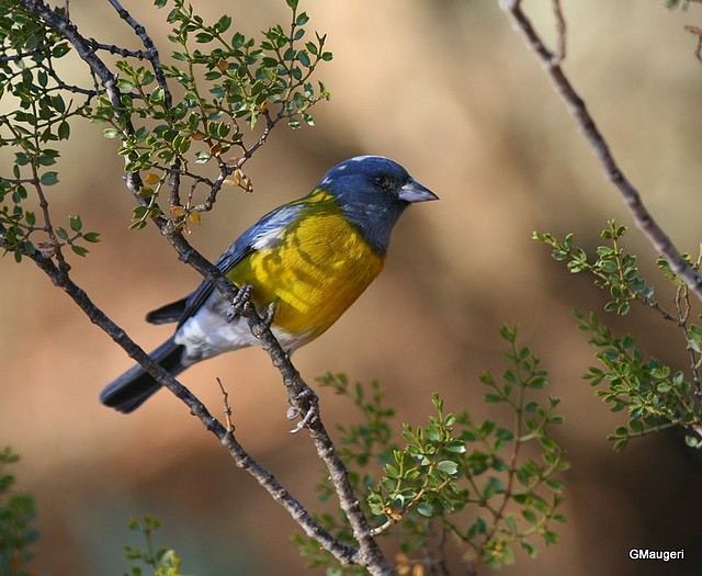 Phrygilus gayi Sierra de las Quijadas