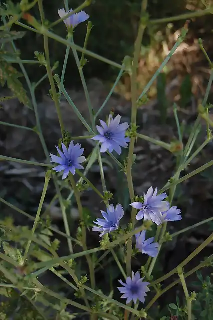 Cichorium intybus