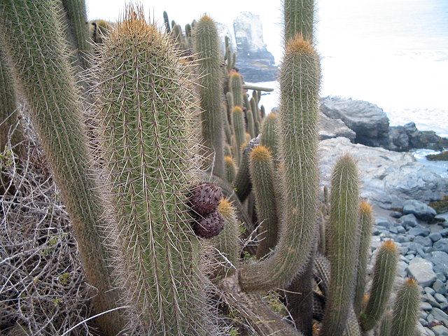 Echinopsis Bolligeriana