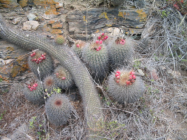 Eriosyce Subgibbosa