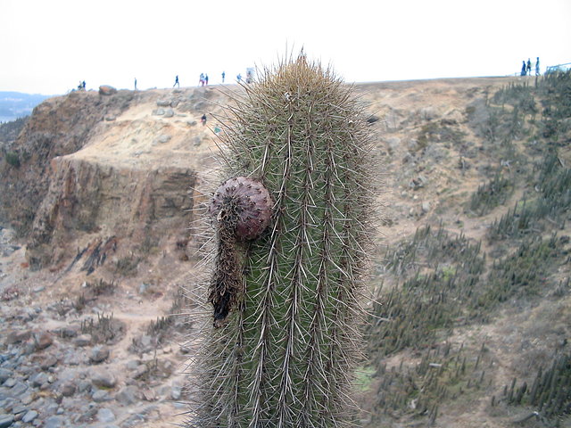 Echinopsis Bolligeriana