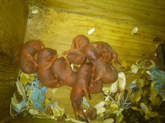 ardi reina gominolas  19 -4 2013