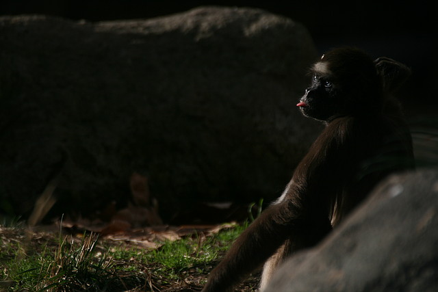 Zoo de Barcelona 18-12-2010 595 Zoo de Barcelona 18-12-2010 595