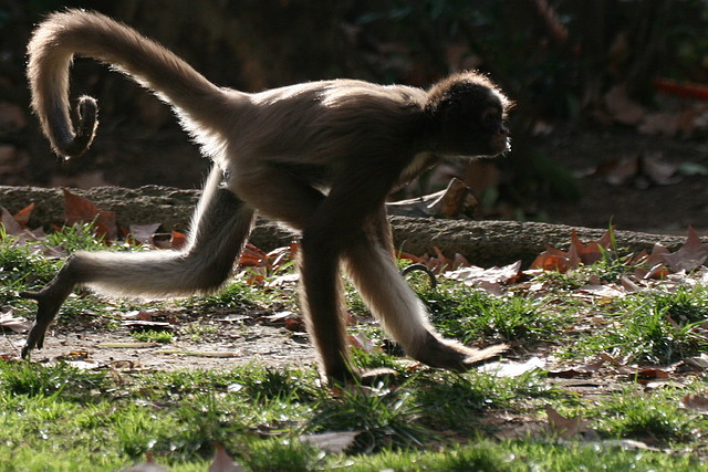 Zoo de Barcelona 18-12-2010 606 Zoo de Barcelona 18-12-2010 606