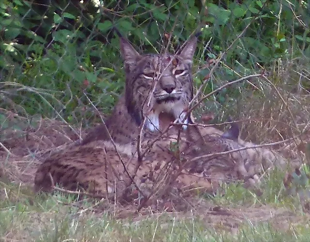 Lynx pardinus 2 (23-7-17 Zoo Madrid) Lynx pardinus 2 (23-7-17 Zoo Madrid)
