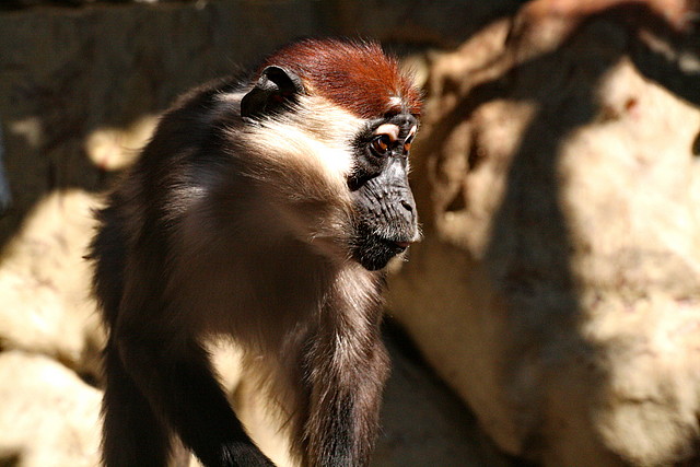 Zoo de Barcelona 23-01-11 875 Zoo de Barcelona 23-01-11 875