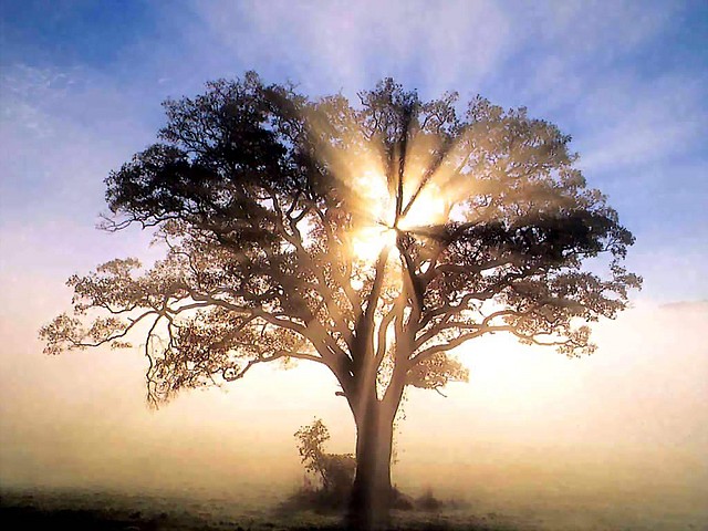 america_csg092_oak_tree_in_new_england_sunrise