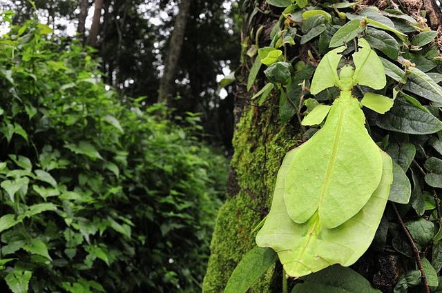 02_bichos_grandes_phyllium_giganteum_hoja_quo_189_ampliacionLupa