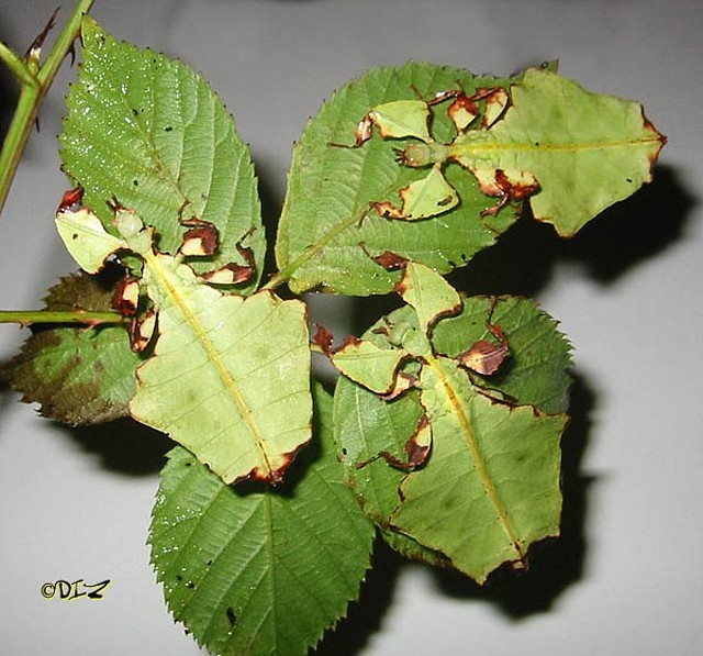 phyllium_giganteum_2