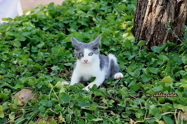 02, gato 2, marca