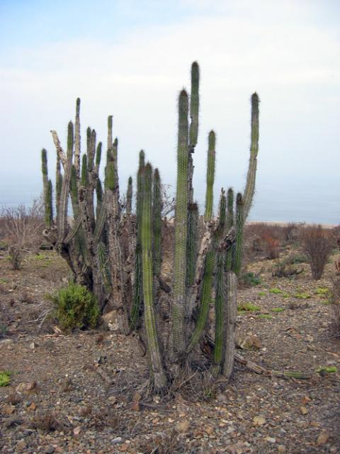 Eulychnia breviflora