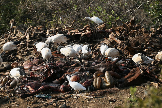 Lion Park i Rhino & Lion Nature Reserve 22-04-09 498 Lion Park i Rhino & Lion Nature Reserve 22-04-09 498