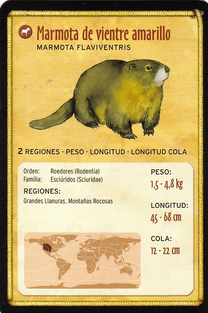 marmota de vientre amarillo