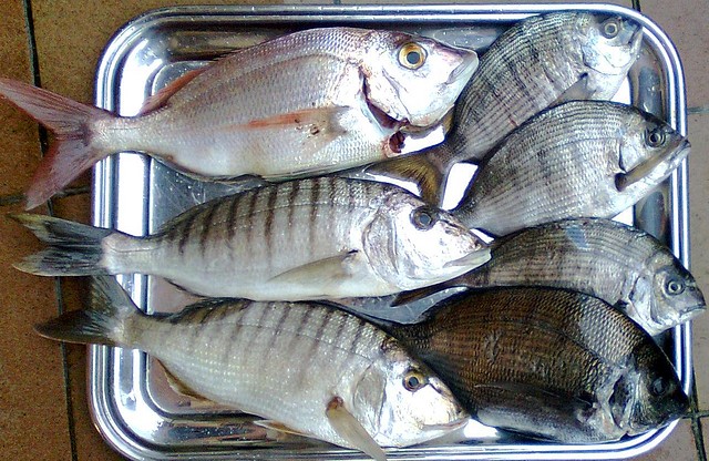 Pesca en Comillas1 24.11.10