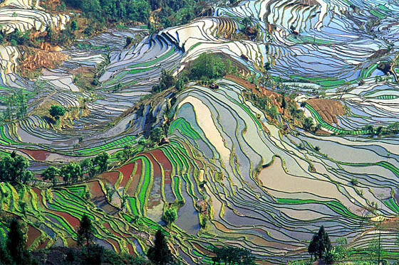 Las terrazas de Yunnan. China