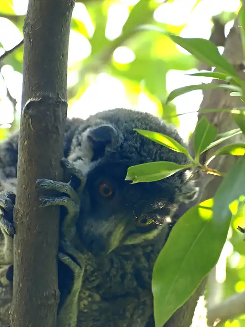 lemurmangostahembra