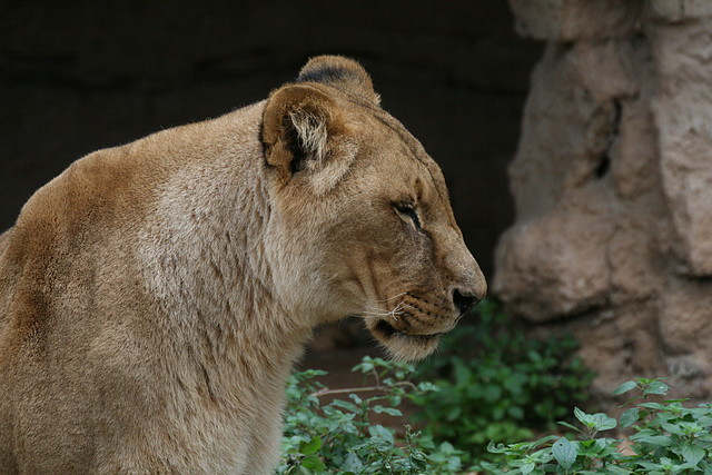 Zoo de Barcelona 01-11-10 011 Zoo de Barcelona 01-11-10 011