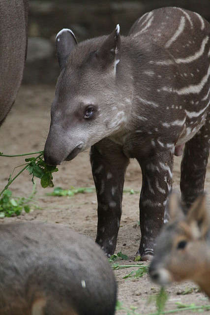 Zoo de Barcelona 01-11-10 079 Zoo de Barcelona 01-11-10 079