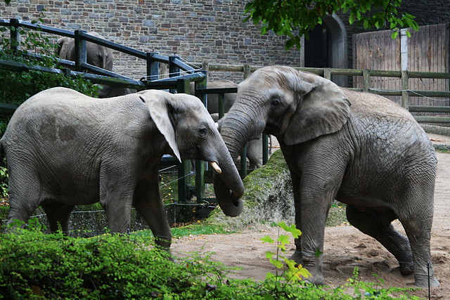 Zoos Wuppertal, Dortmund y Gelsenkirchen 01-10-09 239 Zoos Wuppertal, Dortmund y Gelsenkirchen 01-10-09 239
