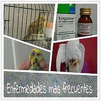 ndex Enfermedades ms frecuentes(II)