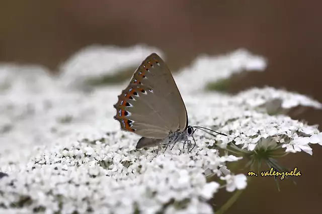 23, mariposa en la nieve, marca