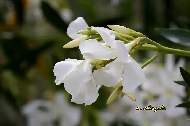 20, adelfa blanca, marca