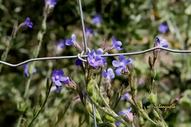 09, azules tras la alambrada, marca