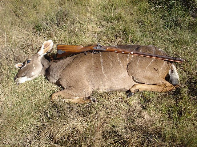 Kudu1resized Kudu1resized