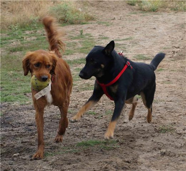 rufo1 rufo1
