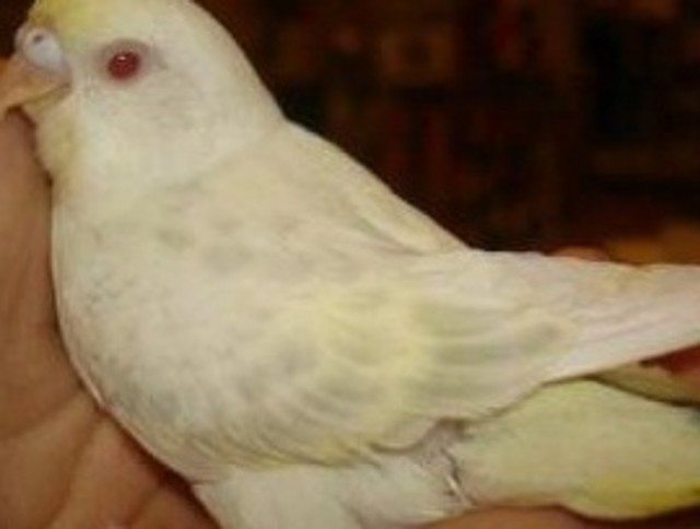 2_FallowSaddlebackBudgerigar[1]ds