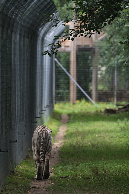 Le Parc des Felins agost 2010 222 Le Parc des Felins agost 2010 222