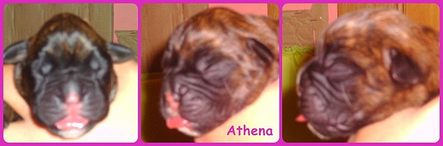 athena