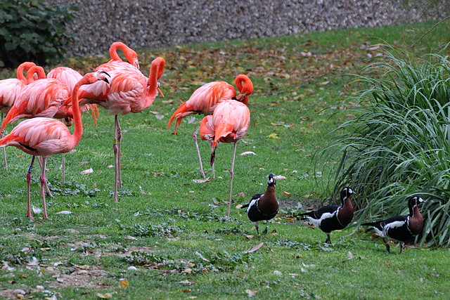 Jardin des plantes 29-10-11 (35) Jardin des plantes 29-10-11 (35)