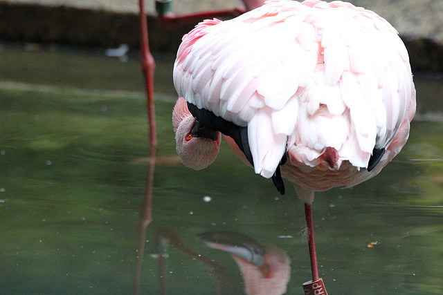 Jardin des plantes 29-10-11 (98) Jardin des plantes 29-10-11 (98)