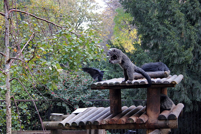 Jardin des plantes 29-10-11 (25) Jardin des plantes 29-10-11 (25)