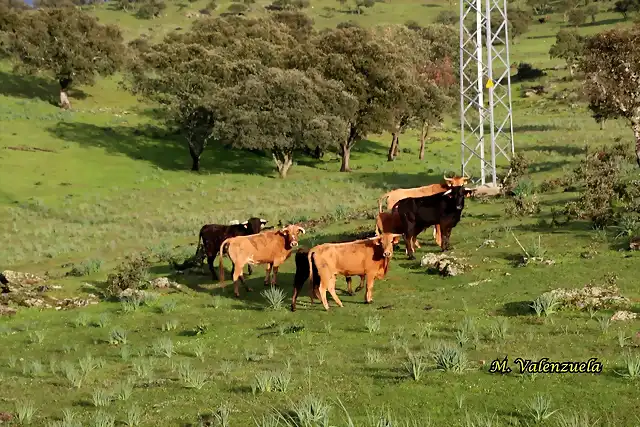 05, novillos y arroyos 2, marca