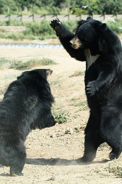Zoo Lunaret + Sigean 18 i 19-09-10 2583 Zoo Lunaret + Sigean 18 i 19-09-10 2583