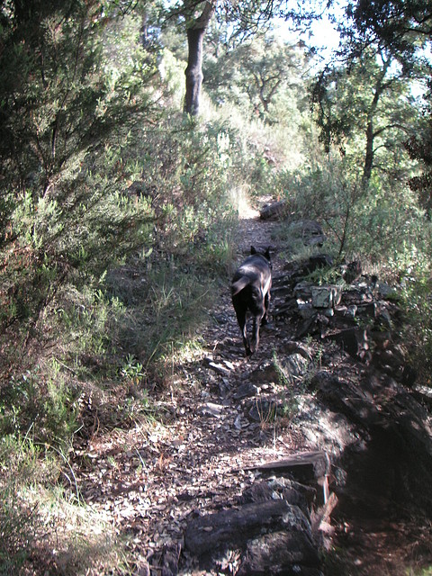 Sueras 003