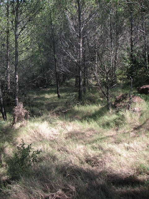 Sueras 020 Sueras 020