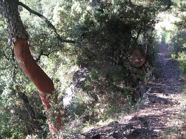 Sueras 005