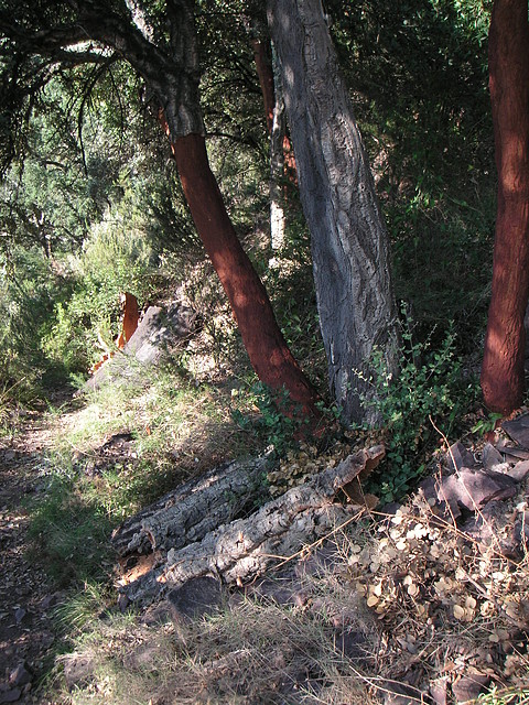 Sueras 006