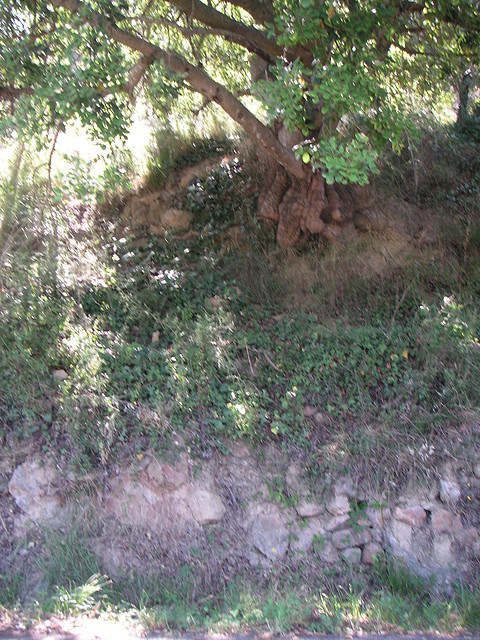 Sueras 029 Sueras 029