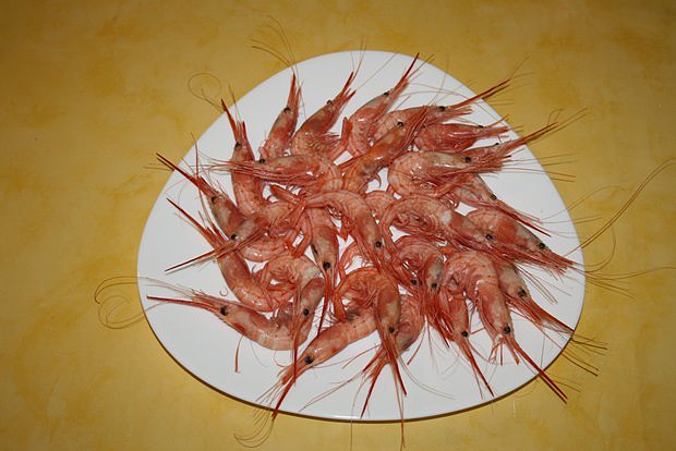 Periquitos Periquitos