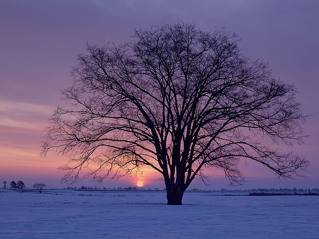 Snow_Scenery_05