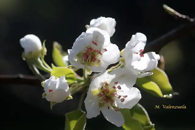 11, flores del peral 4, marca