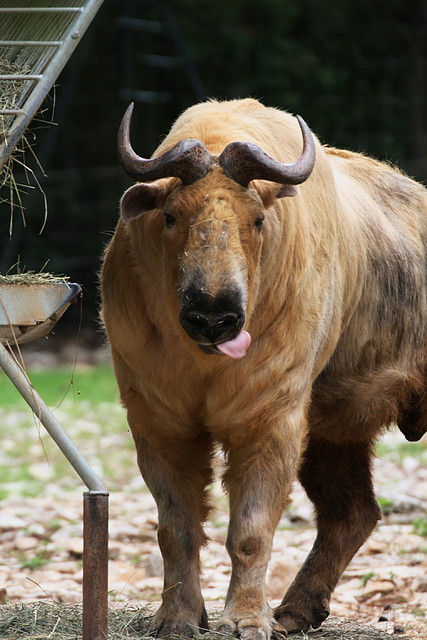 Zoo Lunaret + Sigean 18 i 19-09-10 402 Zoo Lunaret + Sigean 18 i 19-09-10 402