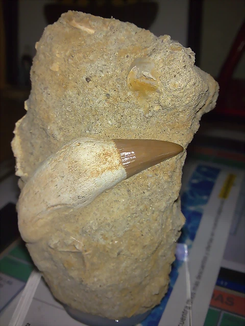 F RM Mesosaurio Karigba Marruecos F RM Mesosaurio Karigba Marruecos