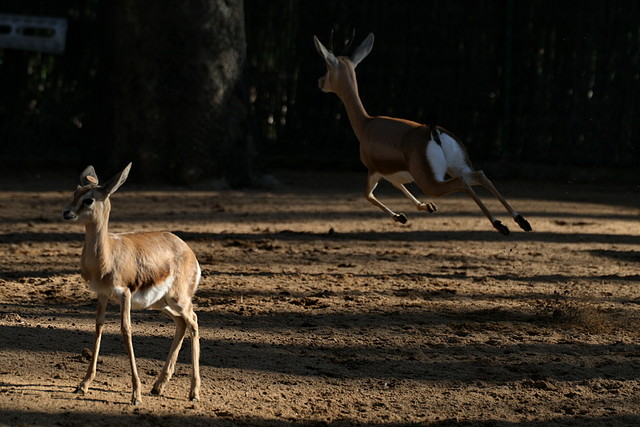 Zoo de Barcelona 08-01-2011 261 Zoo de Barcelona 08-01-2011 261